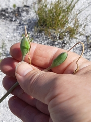 Cyrtanthus leucanthus