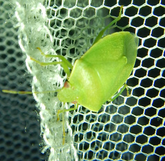 Acrosternum millierei