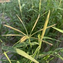 Chloris virgata