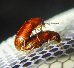 Galerucinae