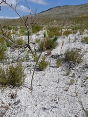 Cyrtanthus leucanthus