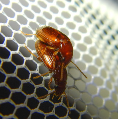 Galerucinae