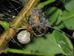 Latrodectus geometricus