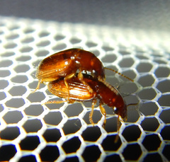 Galerucinae