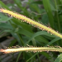 Chloris virgata