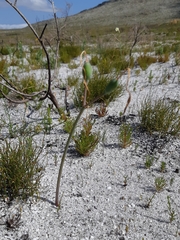 Cyrtanthus leucanthus