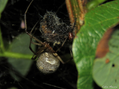 Latrodectus geometricus
