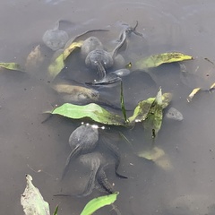 Pyxicephalus adspersus