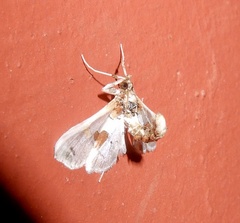 Leucinodes orbonalis