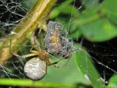 Latrodectus geometricus