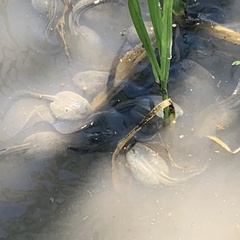 Pyxicephalus adspersus