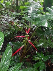 Heliconia aemygdiana