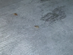 Duttaphrynus melanostictus