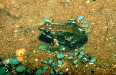 Phrynobatrachus