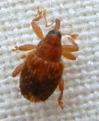 Lignyodes fraxini