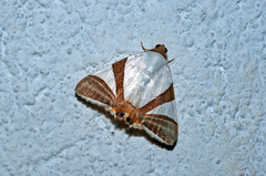 Eulepidotis rectimargo