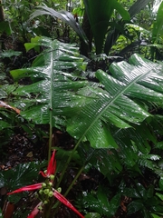 Heliconia aemygdiana