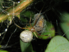 Latrodectus geometricus