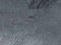 Duttaphrynus melanostictus