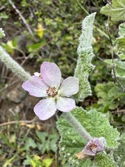 Malacothamnus clementinus
