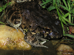 Leptodactylus vastus