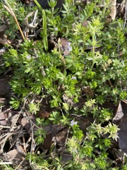 Sherardia arvensis