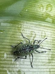 Exophthalmus jekelianus image