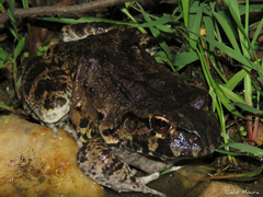 Leptodactylus vastus