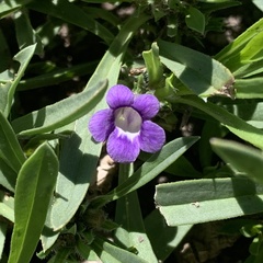 Aptosimum procumbens