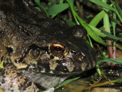 Leptodactylus vastus