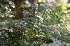 Athyriaceae