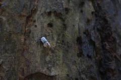 Penthicodes farinosus