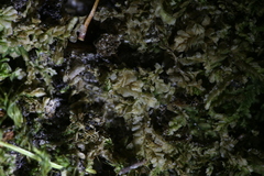 Lophocolea semiteres