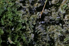 Lophocolea semiteres