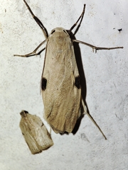 Macotasa tortricoides