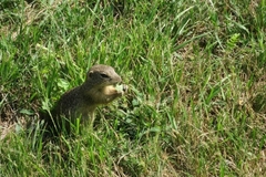 Spermophilus citellus