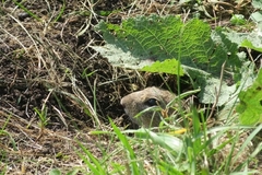 Spermophilus citellus