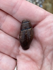 Atrimitra idae