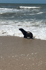 Arctocephalus australis