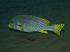 Plectorhinchus lineatus