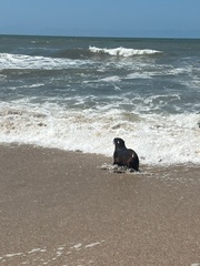 Arctocephalus australis