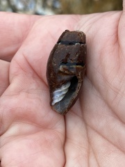 Atrimitra idae
