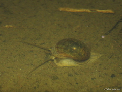 Pomacea canaliculata