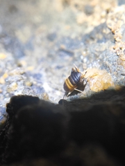 Myrmecophilidae