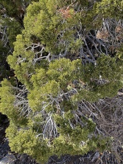 Juniperus californica