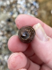 Atrimitra idae