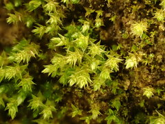 Bryum gemmiferum