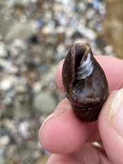 Atrimitra idae