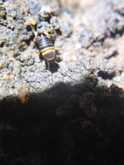 Myrmecophilidae