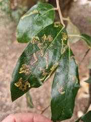 Ectoedemia heringella